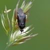 Red-spotted plant bug - Deraeocoris ruber | Fotografijos autorius : Darius Baužys | © Macrogamta.lt | Šis tinklapis priklauso bendruomenei kuri domisi makro fotografija ir fotografuoja gyvąjį makro pasaulį.
