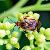 Raudonoji žolblakė - Deraeocoris ruber | Fotografijos autorius : Virginijus Jaseliunas | © Macronature.eu | Macro photography web site