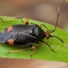 Red-spotted plant bug - Deraeocoris ruber | Fotografijos autorius : Žilvinas Pūtys | © Macronature.eu | Macro photography web site