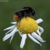 Akmeninė kamanė - Bombus lapidarius | Fotografijos autorius : Žilvinas Pūtys | © Macronature.eu | Macro photography web site