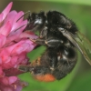 Akmeninė kamanė - Bombus lapidarius | Fotografijos autorius : Gintautas Steiblys | © Macronature.eu | Macro photography web site