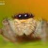 Reed Jumper - Marpissa radiata | Fotografijos autorius : Lukas Jonaitis | © Macronature.eu | Macro photography web site