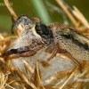 Reed Jumper - Marpissa radiata  | Fotografijos autorius : Gintautas Steiblys | © Macronature.eu | Macro photography web site