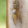 Reed Jumper - Marpissa radiata, juv. | Fotografijos autorius : Gintautas Steiblys | © Macronature.eu | Macro photography web site