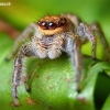 Reed Jumper - Marpissa radiata | Fotografijos autorius : Lukas Jonaitis | © Macronature.eu | Macro photography web site