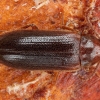 Reliktinis niūravabalis - Zilora cf. obscura | Fotografijos autorius : Žilvinas Pūtys | © Macrogamta.lt | Šis tinklapis priklauso bendruomenei kuri domisi makro fotografija ir fotografuoja gyvąjį makro pasaulį.