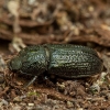 Rhinoceros Stag Beetle - Sinodendron cylindricum ♀ | Fotografijos autorius : Žilvinas Pūtys | © Macronature.eu | Macro photography web site