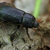 Rhinoceros Stag Beetle - Sinodendron cylindricum ♀ | Fotografijos autorius : Gintautas Steiblys | © Macronature.eu | Macro photography web site