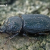 Rhinoceros Stag Beetle - Sinodendron cylindricum ♀ | Fotografijos autorius : Gintautas Steiblys | © Macronature.eu | Macro photography web site