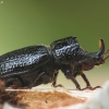 Rhinoceros Stag Beetle - Sinodendron cylindricum ♂ | Fotografijos autorius : Vidas Brazauskas | © Macronature.eu | Macro photography web site