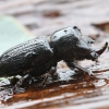 Rhinoceros Stag Beetle - Sinodendron cylindricum ♂ | Fotografijos autorius : Vytautas Gluoksnis | © Macronature.eu | Macro photography web site