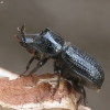 Rhinoceros Stag Beetle - Sinodendron cylindricum ♂ | Fotografijos autorius : Vidas Brazauskas | © Macronature.eu | Macro photography web site