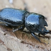 Rhinoceros Stag Beetle - Sinodendron cylindricum ♂ | Fotografijos autorius : Gintautas Steiblys | © Macronature.eu | Macro photography web site