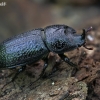 Rhinoceros Stag Beetle - Sinodendron cylindricum ♂ | Fotografijos autorius : Gintautas Steiblys | © Macronature.eu | Macro photography web site