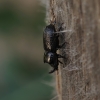 Rhinoceros Stag Beetle - Sinodendron cylindricum | Fotografijos autorius : Giedrius Markevičius | © Macronature.eu | Macro photography web site