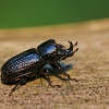 Rhinoceros Stag Beetle - Sinodendron cylindricum | Fotografijos autorius : Agnė Našlėnienė | © Macronature.eu | Macro photography web site