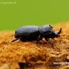 Rhinoceros Stag Beetle - Sinodendron cylindricum | Fotografijos autorius : Romas Ferenca | © Macronature.eu | Macro photography web site