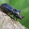 Rhinoceros Stag Beetle - Sinodendron cylindricum | Fotografijos autorius : Agnė Našlėnienė | © Macronature.eu | Macro photography web site