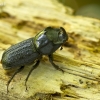 Rhinoceros Stag Beetle - Sinodendron cylindricum | Fotografijos autorius : Giedrius Markevičius | © Macronature.eu | Macro photography web site