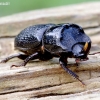 Rhinoceros Stag Beetle - Sinodendron cylindricum | Fotografijos autorius : Romas Ferenca | © Macronature.eu | Macro photography web site