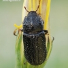 Rhinoceros Stag Beetle - Sinodendron cylindricum | Fotografijos autorius : Arūnas Eismantas | © Macronature.eu | Macro photography web site