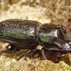 Rhinoceros Stag Beetle - Sinodendron cylindricum | Fotografijos autorius : Romas Ferenca | © Macronature.eu | Macro photography web site