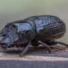 Cilindriškasis elniavabalis - Sinodendron cylindricum ♂ | Fotografijos autorius : Žilvinas Pūtys | © Macronature.eu | Macro photography web site