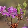 Rhodora - Rhododendron canadense | Fotografijos autorius : Gintautas Steiblys | © Macronature.eu | Macro photography web site