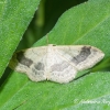 Riband Wave (Idaea aversata f. remutata) | Fotografijos autorius : Aleksandras Naryškin | © Macronature.eu | Macro photography web site