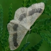 Riband Wave - Idaea aversata f. remutata  | Fotografijos autorius : Gintautas Steiblys | © Macronature.eu | Macro photography web site