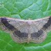 Riband Wave - Idaea aversata f. remutata  | Fotografijos autorius : Nomeda Vėlavičienė | © Macronature.eu | Macro photography web site