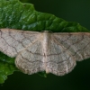 Riband Wave - Idaea aversata f. remutata | Fotografijos autorius : Žilvinas Pūtys | © Macronature.eu | Macro photography web site