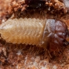 Ribbed pine borer - Rhagium inquisitor, larva | Fotografijos autorius : Žilvinas Pūtys | © Macronature.eu | Macro photography web site