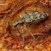 Ribbed pine borer - Rhagium inquisitor | Fotografijos autorius : Romas Ferenca | © Macronature.eu | Macro photography web site