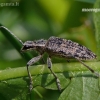 Ribbed pine borer - Rhagium inquisitor | Fotografijos autorius : Darius Baužys | © Macronature.eu | Macro photography web site