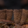 Rievėtoji miegė - Cyathus striatus | Fotografijos autorius : Žilvinas Pūtys | © Macrogamta.lt | Šis tinklapis priklauso bendruomenei kuri domisi makro fotografija ir fotografuoja gyvąjį makro pasaulį.