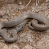 Ring-headed dwarf snake - Eirenis modestus | Fotografijos autorius : Žilvinas Pūtys | © Macronature.eu | Macro photography web site