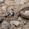 Ring-headed dwarf snake - Eirenis modestus | Fotografijos autorius : Žilvinas Pūtys | © Macronature.eu | Macro photography web site