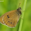 Ringlet - Aphantopus hyperantus | Fotografijos autorius : Deividas Makavičius | © Macronature.eu | Macro photography web site