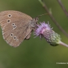 Ringlet - Aphantopus hyperantus | Fotografijos autorius : Gediminas Gražulevičius | © Macronature.eu | Macro photography web site
