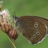 Ringlet - Aphantopus hyperantus | Fotografijos autorius : Gintautas Steiblys | © Macronature.eu | Macro photography web site