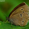 Ringlet - Aphantopus hyperantus | Fotografijos autorius : Romas Ferenca | © Macronature.eu | Macro photography web site