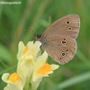 Ringlet - Aphantopus hyperantus | Fotografijos autorius : Gediminas Gražulevičius | © Macronature.eu | Macro photography web site