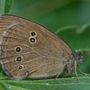 Ringlet - Aphantopus hyperantus | Fotografijos autorius : Žilvinas Pūtys | © Macronature.eu | Macro photography web site