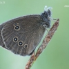 Ringlet - Aphantopus hyperantus | Fotografijos autorius : Arūnas Eismantas | © Macronature.eu | Macro photography web site