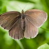 Ringlet - Aphantopus hyperantus | Fotografijos autorius : Jovita Poviliūnaitė | © Macronature.eu | Macro photography web site