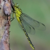 Geltonkojis žirgelis - Gomphus flavipes | Fotografijos autorius : Deividas Makavičius | © Macronature.eu | Macro photography web site