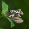 Rožinis pūkanugaris - Thyatira batis | Fotografijos autorius : Žilvinas Pūtys | © Macrogamta.lt | Šis tinklapis priklauso bendruomenei kuri domisi makro fotografija ir fotografuoja gyvąjį makro pasaulį.