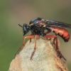 Robber Fly - Saropogon sp. ♀ | Fotografijos autorius : Gintautas Steiblys | © Macronature.eu | Macro photography web site