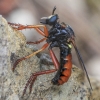 Robber Fly - Saropogon sp. ♀ | Fotografijos autorius : Gintautas Steiblys | © Macrogamta.lt | Šis tinklapis priklauso bendruomenei kuri domisi makro fotografija ir fotografuoja gyvąjį makro pasaulį.